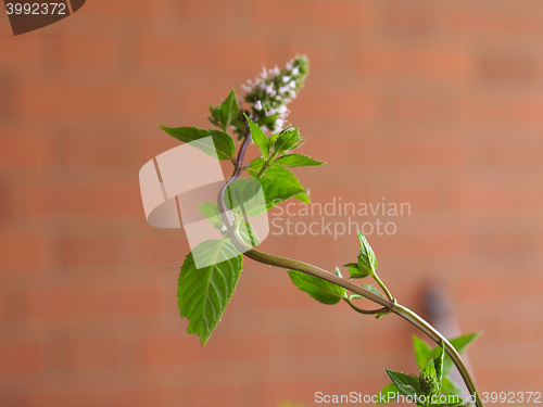 Image of Peppermint (Mentha piperita) plant