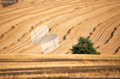 Image of harvested field with straw lines