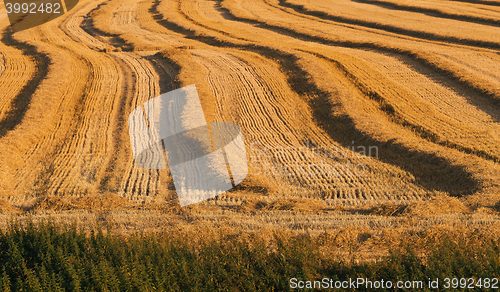 Image of harvested field with straw lines