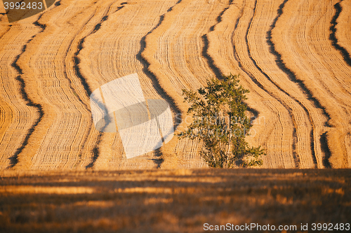 Image of harvested field with straw lines