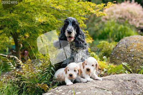 Image of purebred English Cocker Spaniel with puppy