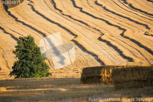 Image of harvested field with straw lines