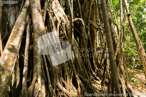 Image of massive tree is buttressed by roots Tangkoko Park