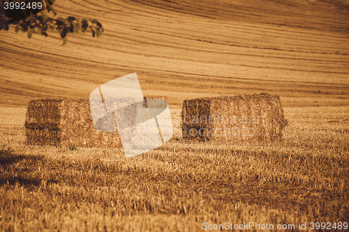 Image of harvested field with straw lines