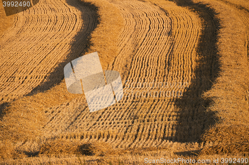 Image of harvested field with straw lines