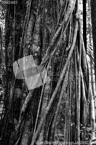 Image of massive tree is buttressed by roots Tangkoko Park