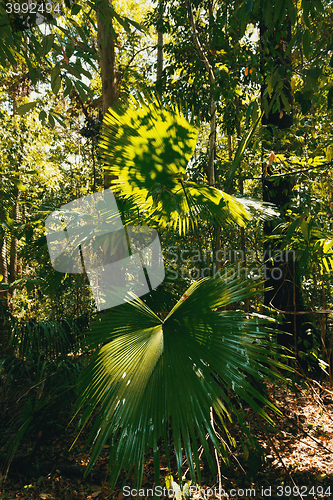 Image of palm leaf in Tangkoko rain forest Indonesia