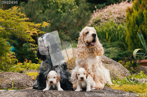 Image of purebred English Cocker Spaniel with puppy