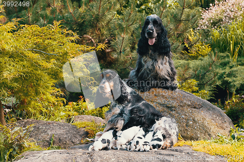 Image of purebred English Cocker Spaniel with puppy