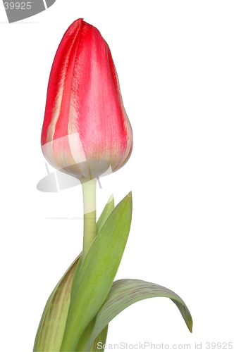 Image of Red Tulip