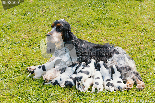 Image of purebred English Cocker Spaniel with puppy