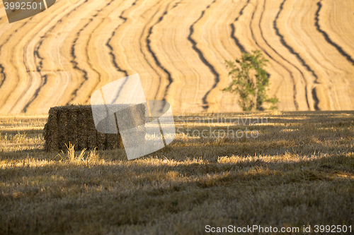 Image of harvested field with straw lines