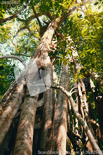 Image of massive tree is buttressed by roots Tangkoko Park