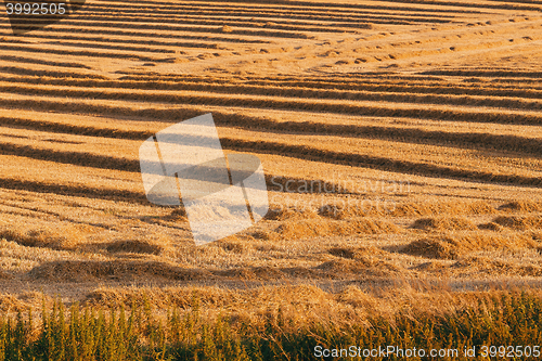 Image of harvested field with straw lines