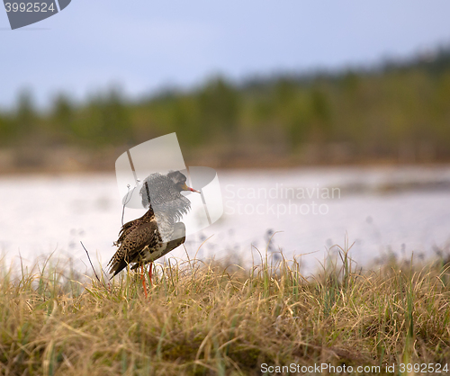 Image of Mating behaviour. Male ruffs are in state of self-advertising