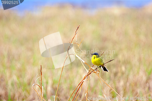 Image of Yellow Wagtail sitting on dry blade of grass