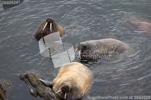 Image of Three Atlantic walrus in shallow waters of Barents sea. Arctic