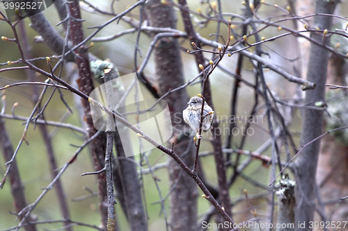 Image of Red poll fledgling has left the nest in early spring