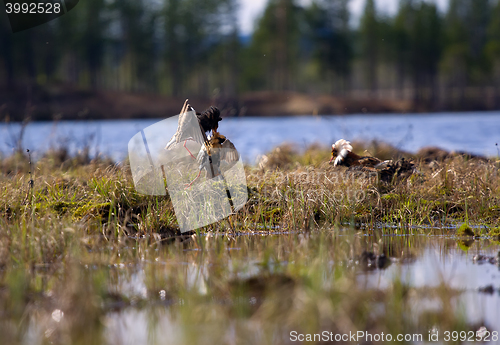 Image of Pugnacious handsome 1. Ruffs fight in swamp.