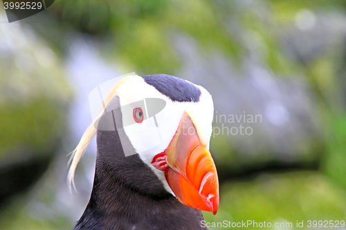 Image of puffin (Fratercula) 4