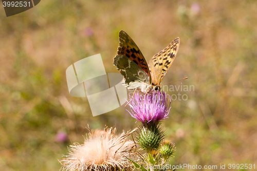 Image of Signs of autumn. Old pale wounded butterfly dies its short life in September.
