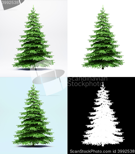 Image of Spruce tree isolated