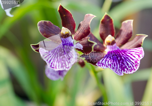 Image of Blue orchid