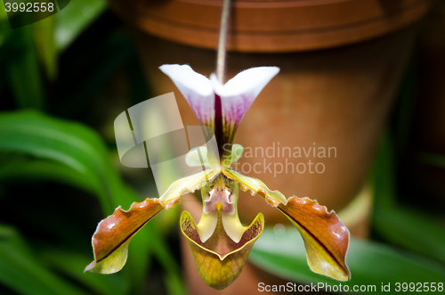 Image of Orchid Paphiopedilum