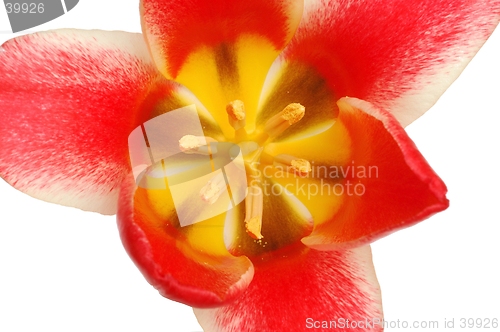 Image of Red Tulip