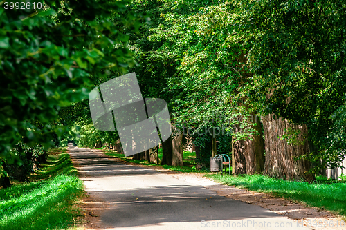 Image of Green summer trees in alley in countryside