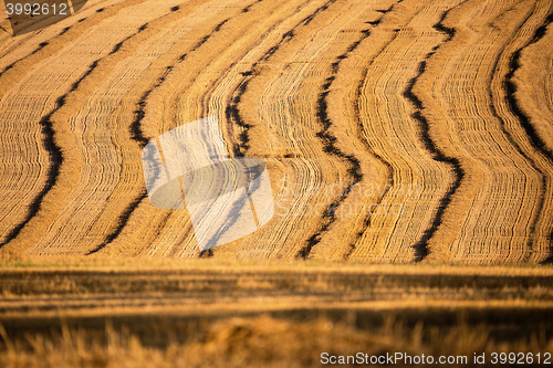 Image of harvested field with straw lines