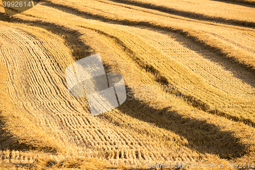 Image of harvested field with straw lines