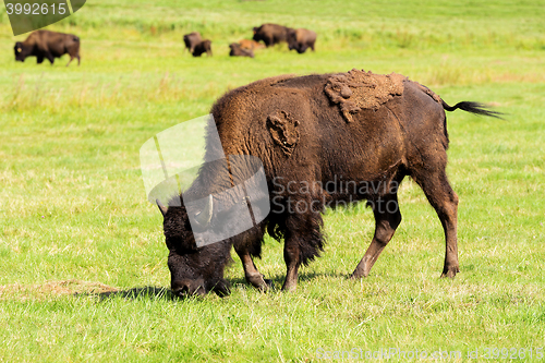 Image of American bison(Bison bison) simply buffalo 