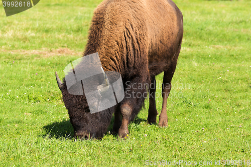 Image of American bison(Bison bison) simply buffalo 