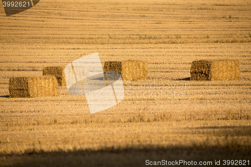 Image of harvested field with straw lines