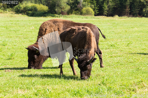 Image of American bison(Bison bison) simply buffalo 