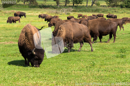 Image of American bison(Bison bison) simply buffalo 