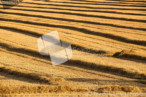 Image of harvested field with straw lines