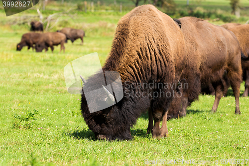 Image of American bison(Bison bison) simply buffalo 