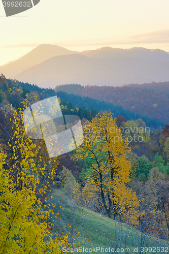 Image of birch forest in sunny  autumn