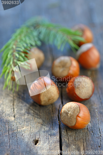 Image of Hazelnuts on  wood table