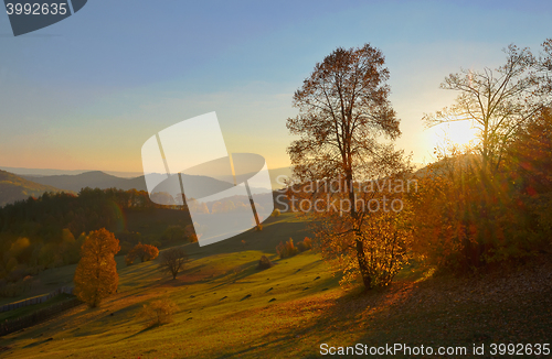 Image of birch forest in sunny  autumn