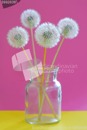 Image of Bouquet of dandelions in vase 