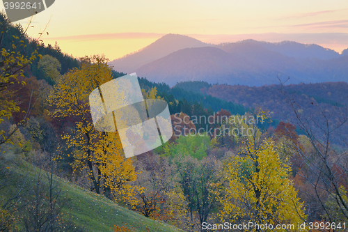 Image of birch forest in sunny  autumn