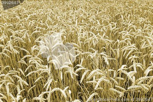 Image of golden corn natural background