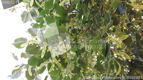 Image of detail of basswood flowers