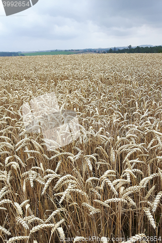 Image of golden corn natural background