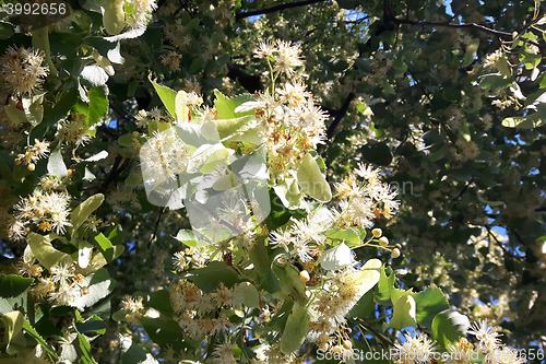 Image of detail of basswood flowers