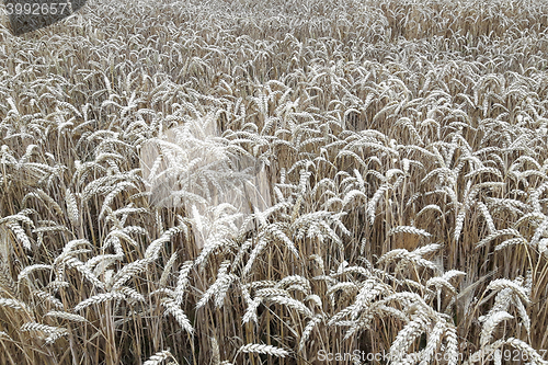 Image of golden corn natural background