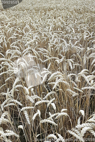 Image of golden corn natural background